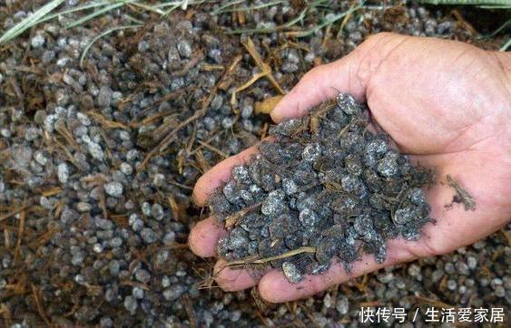 放土|养花大爷透露这“3种料”放土里,比营养土还好用,养1盆爆1盆