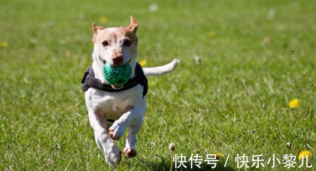 属狗人|转身遇到福气，擅长把握机会的属狗人，不鸣则已一鸣惊人