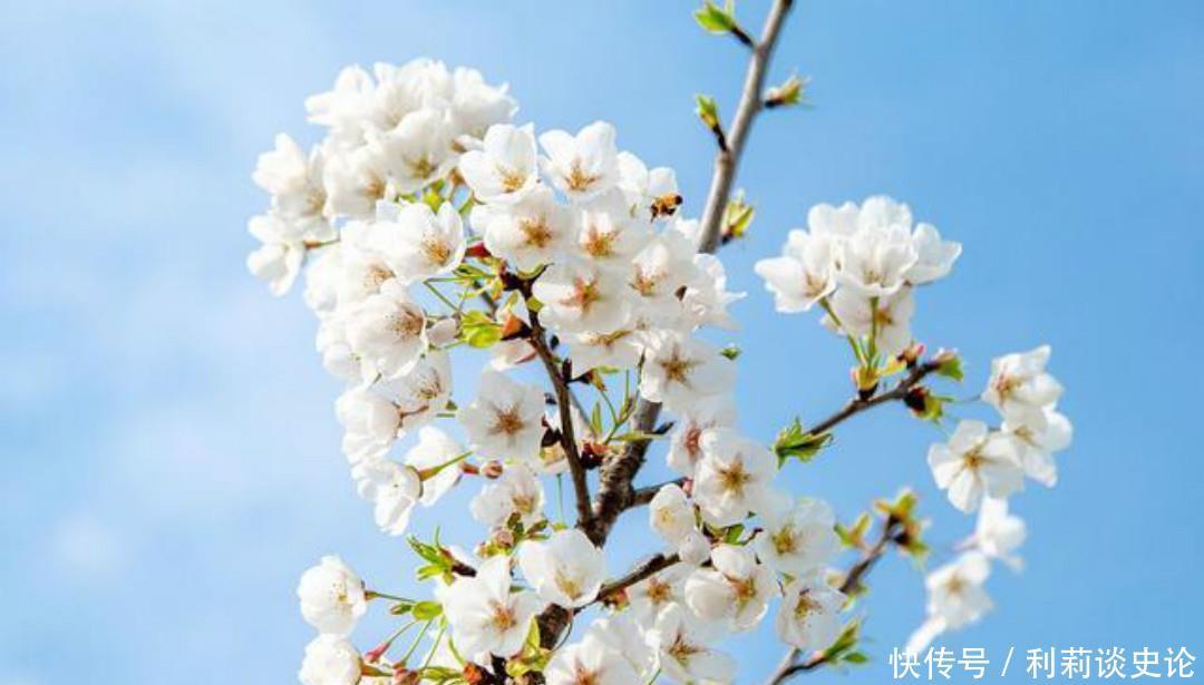 写出|秦观这首词连苏轼都服气,美得如诗如画,写出了不一样的春色美景