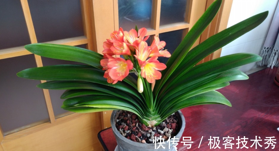 君子兰“夹箭”开花难看，该怎么办？从这些地方下手“抢救”吧