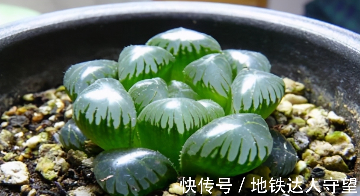 多肉玉露,阳台养就2个要点,养得圆润饱满,晶莹透亮像“水晶”