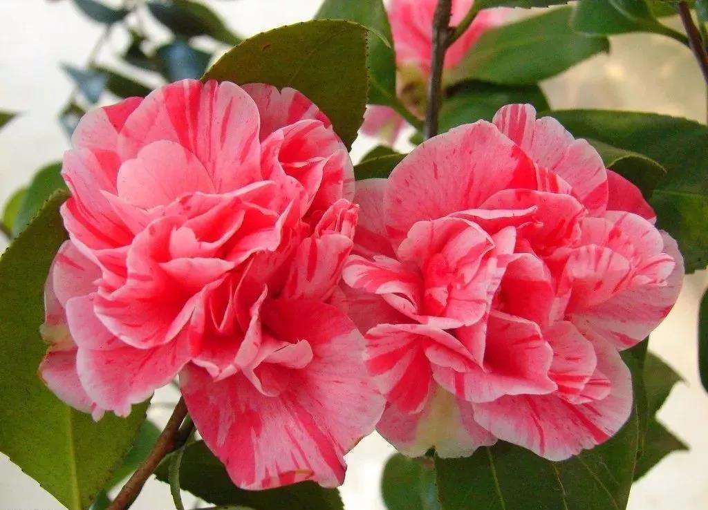 花谢后做这一步,3天窜8个芽,一个月就爆盆!