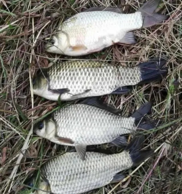 天冷鱼不开口?老钓友教你4个办法,鱼口活跃,怎么都能钓到鱼!