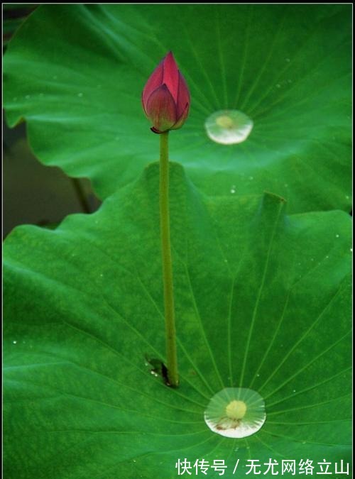 小池|“小荷才露尖尖角”经典诗句,却为何惹怒家长,要求从课本删除?