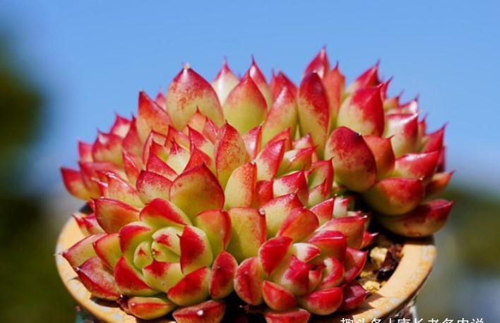 多肉很迷人,一旦入坑就很难出去,除非碰到6种让人郁闷的状况