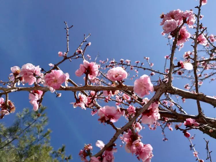 指南村|登顶东川小牯牛山——慈悲殿