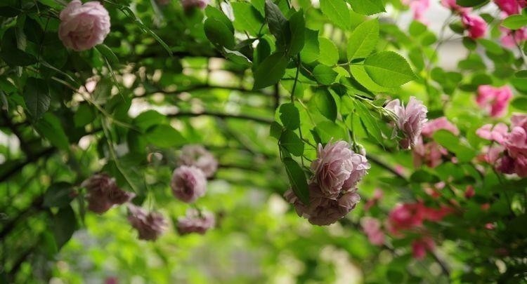 铁线莲|荒废多年的80㎡小院，2年半时间打造成下沉式花园，太漂亮了！