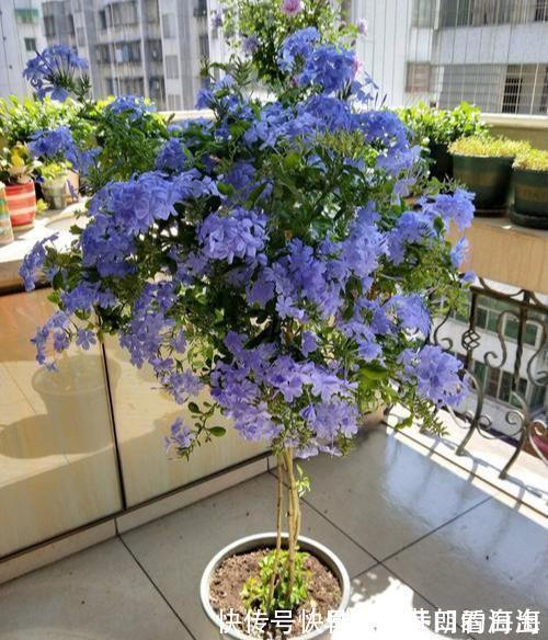 天冷|天冷了，15种漂亮花喜欢“大太阳”，多晒长得壮，花更多