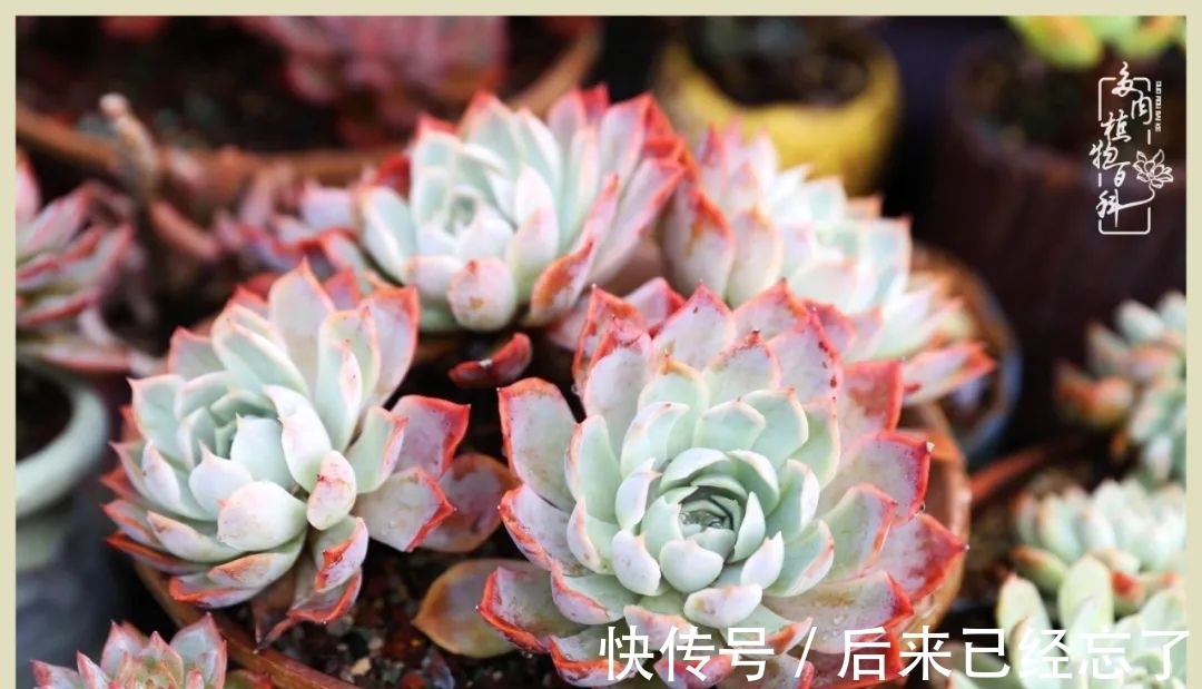 冬天来了,你的多肉让你着迷了吗?
