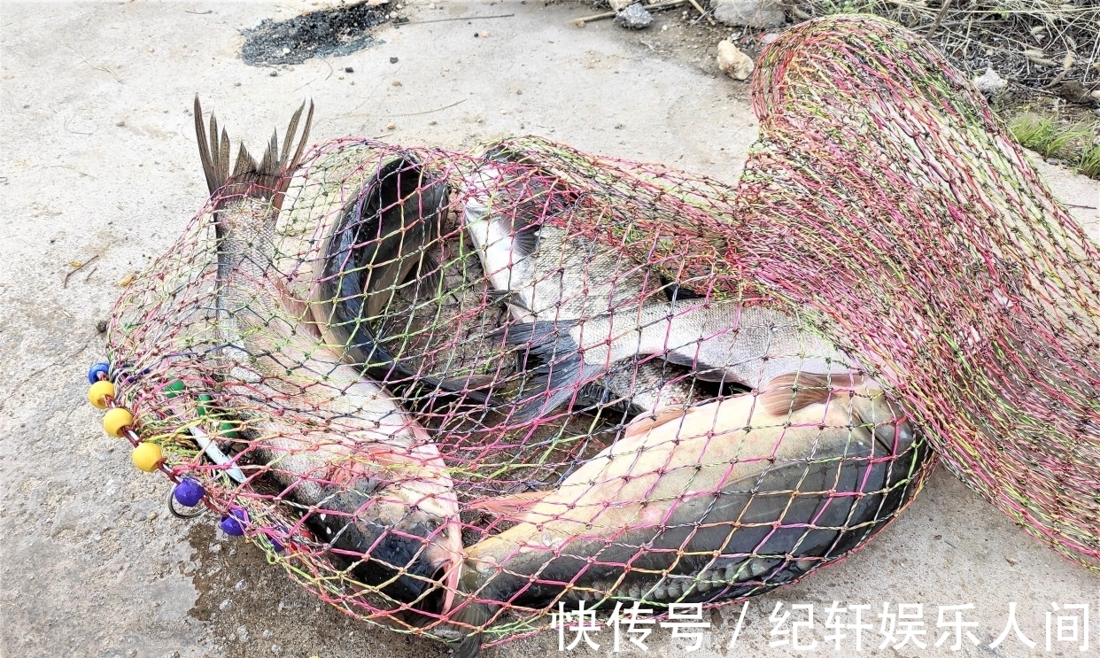 冬天鲢鳙都躲在哪里？天冷也可以钓鲢鳙吗？