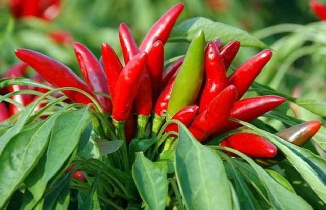 好看又能吃的辣椒，在阳台盆栽一颗吧，每次都能结果很多