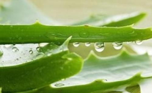 家里万万要养这几种植物，对家人身体越来越好