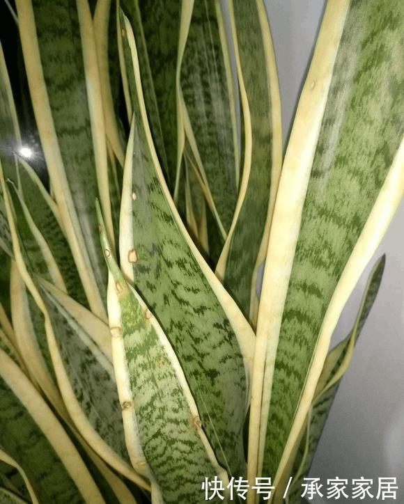 虎皮兰“长斑”,3招让它彻底“祛斑”