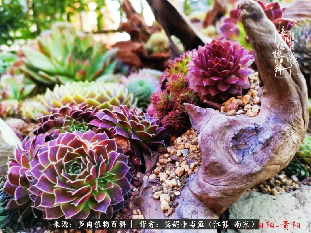 这多肉拼盘这么仙!如何制作达人手把手教你制作长生草拼盘!