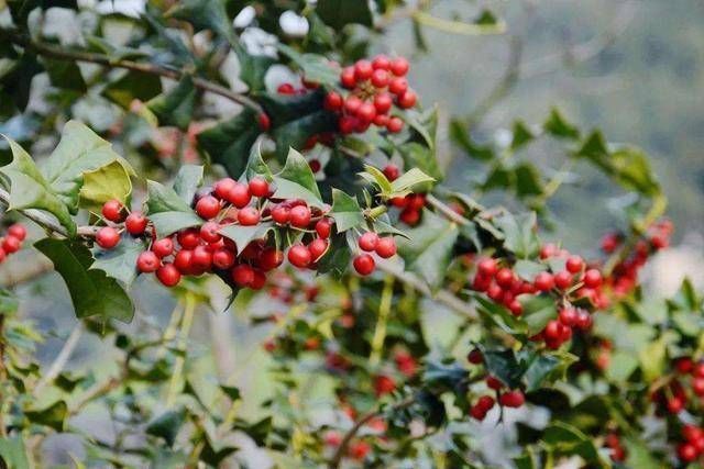 寓意|这树为“圣诞”而生,有着红果子和翠绿叶片,寓意红火大家都喜欢
