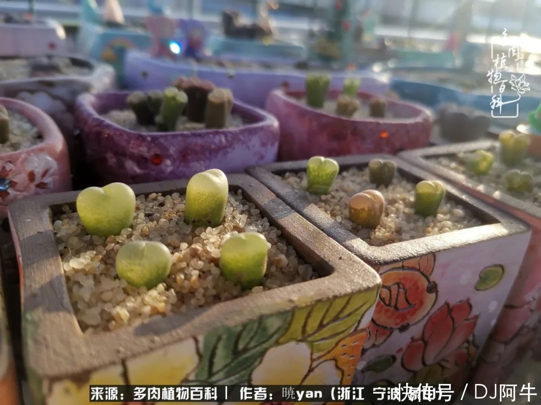 入多肉坑八年,始于初心,一切但求无愧于心