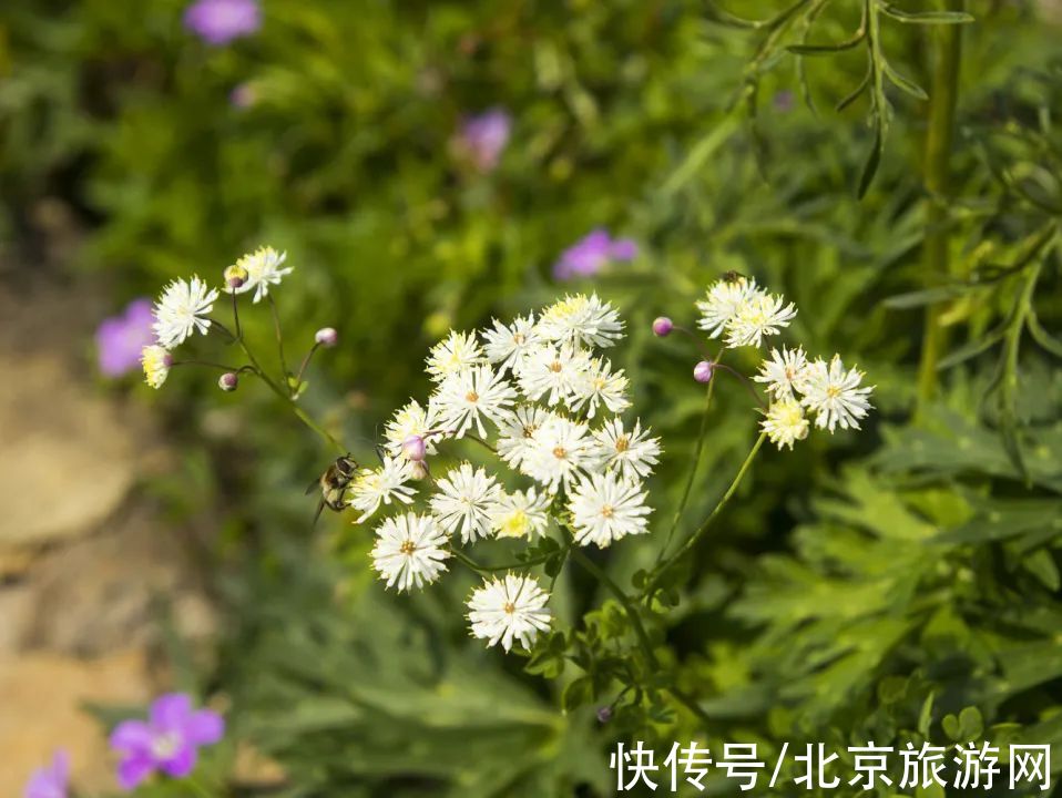 十渡|春已至，花绽放！这份房山赏花攻略请查收！