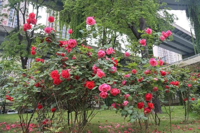 50多个品种！成都“高颜值”月季上街了
