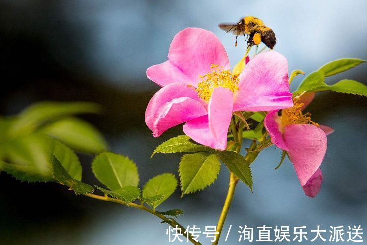 肠炎者|自己“晒干”的蒲公英,能当茶泡水喝吗有什么“禁忌”吗