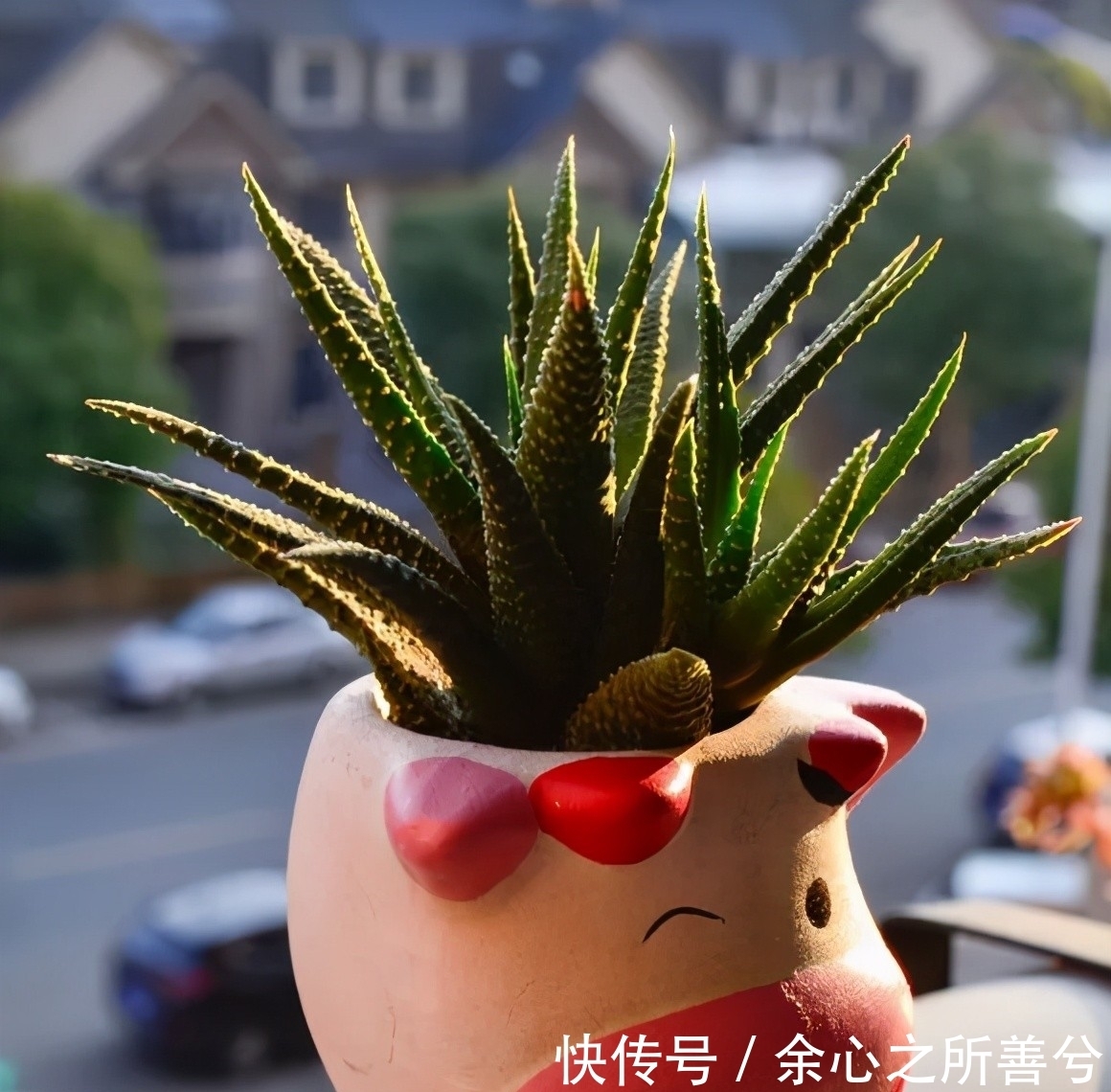 寒冬多肉常见问题叶子干瘪、花头不饱满，到了春天怎么养健壮？