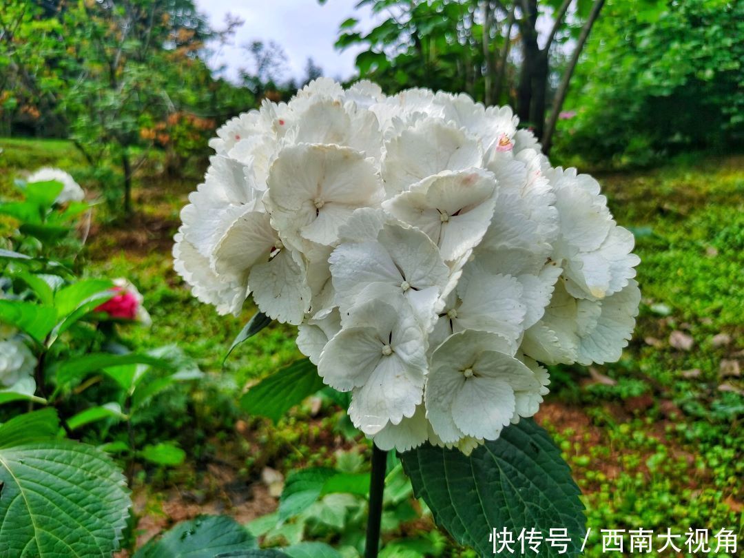 花友会|百颗毳毬谁织就，几枝琼萼露和圆 成都植物园“绣球花花”花友会与园艺爱好者浪漫相约