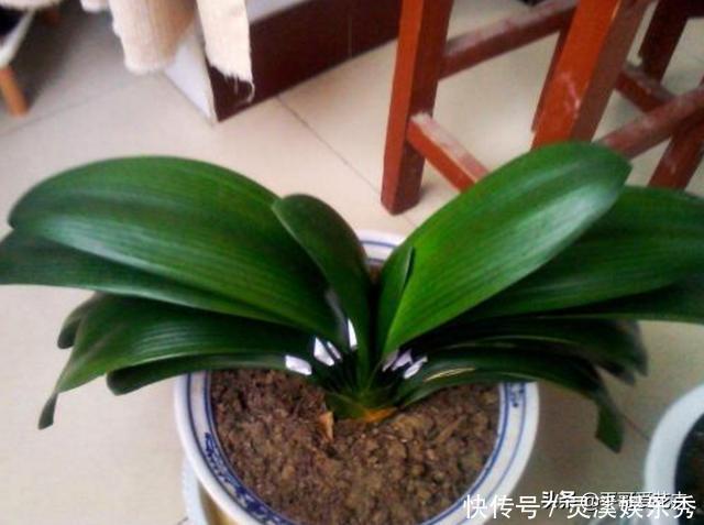 爆盆|还用柳树皮、阿司匹林养花?聪明人都用“一种东西”,养啥都爆盆