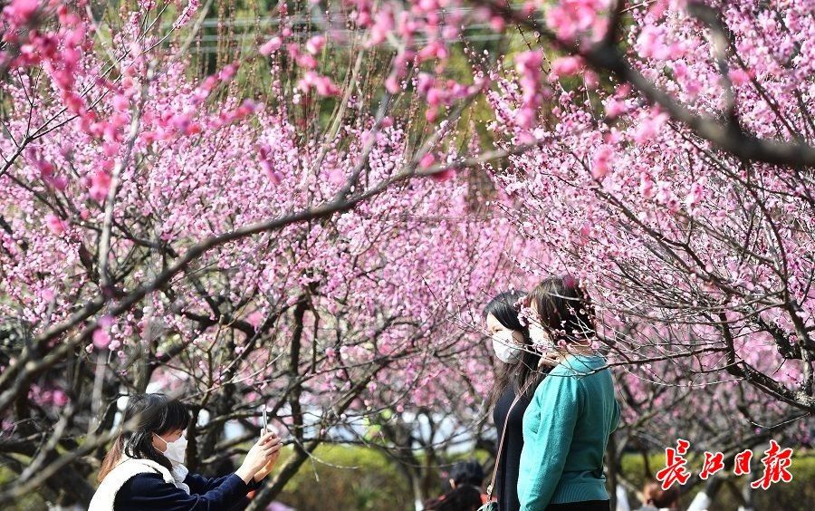 踏青|梅花山踏青赏梅