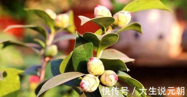 茶花黄叶花苞还打不开做好这5点,茶花开得又大又艳