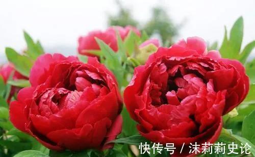 家有小院，几种花安排上，美丽还吉祥