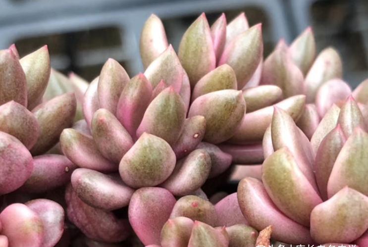 有一种多肉名字尴尬不想养,但非常适合女士养,它就是苏菲儿