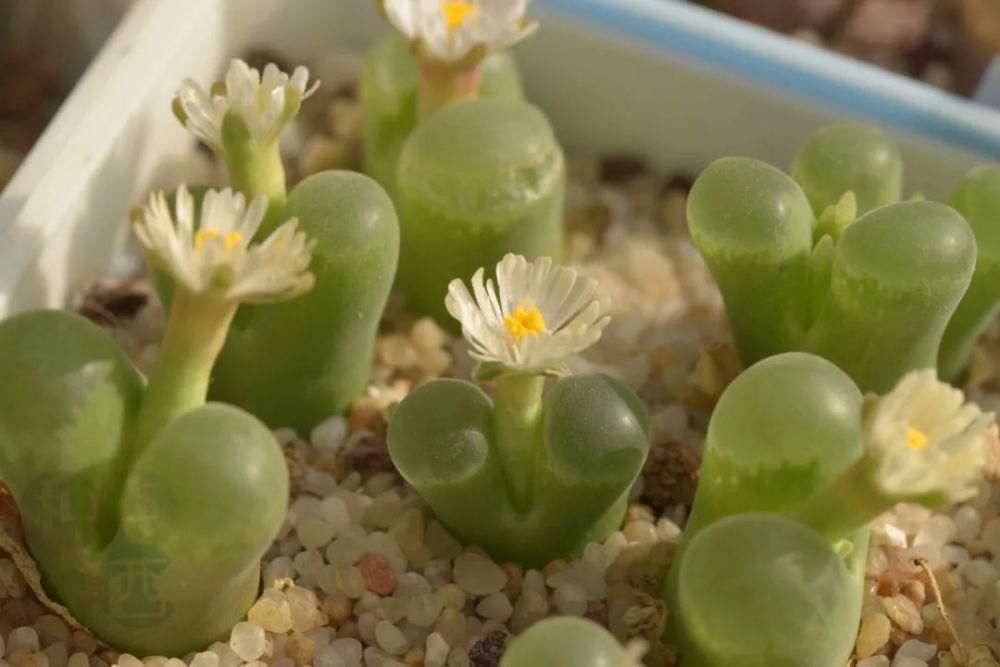  磁铁|磁铁风铃Conophytum Concordans