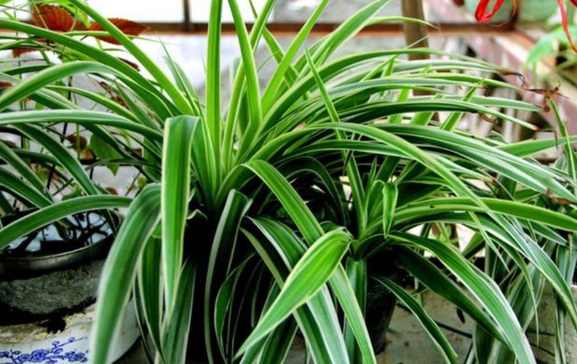 吊兰发黄、瘐弱“改掉”3个坏习惯,再施1种肥,叶油绿,长得旺