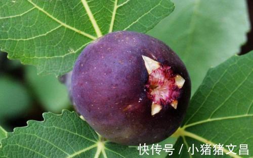 外痔|农村有种不起眼的叶子,能治咽喉肿痛,解鱼蟹毒,你认识吗