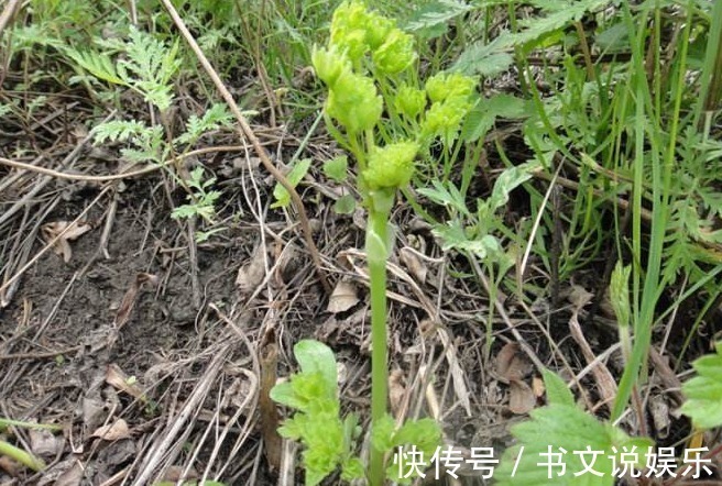 马芹|农村一种野菜，可以治头痛，可是为什么知道的人不多