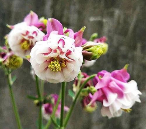  很漂亮|4种花超受欢迎，四季都开花，花朵很漂亮，新手也能养