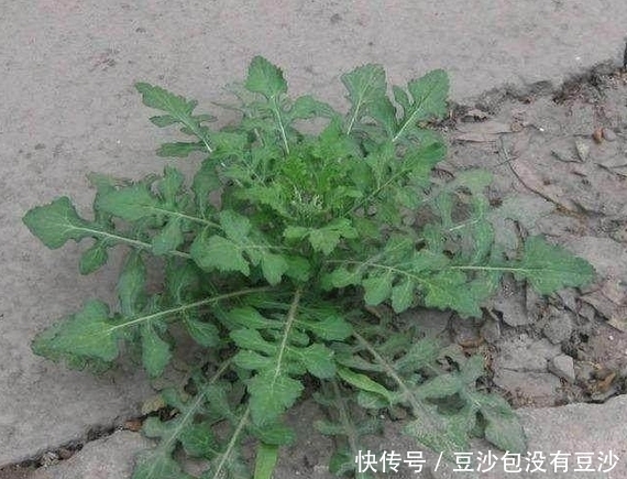 散结|农村常见的野菜,女性吃了不但可以美容,还可以清热解毒