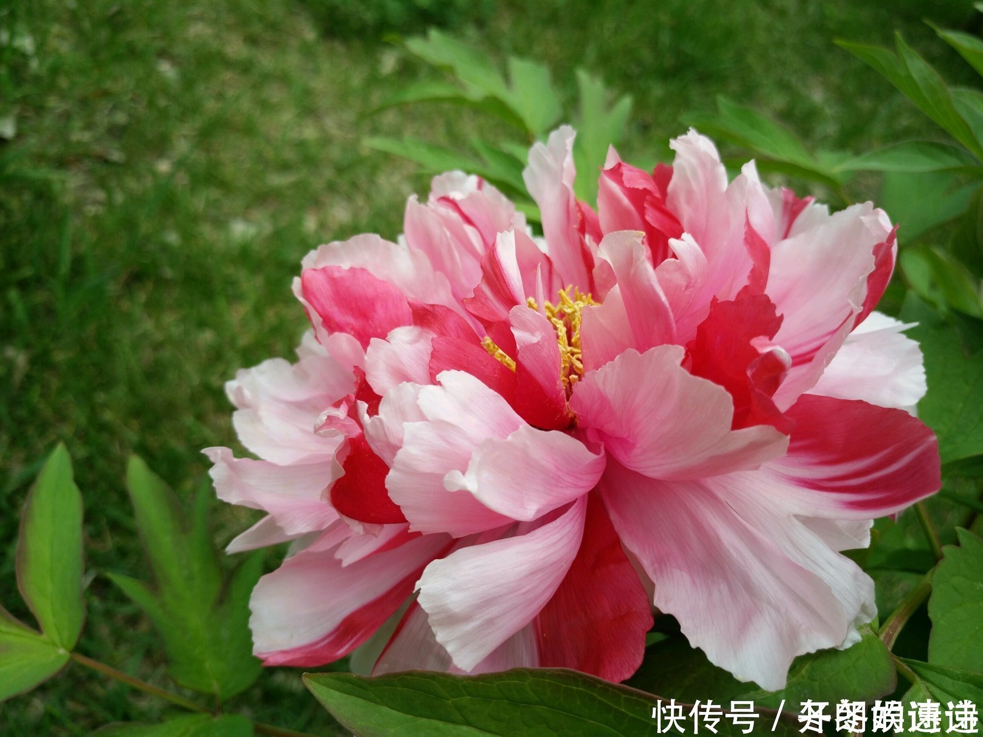 芙蕖|刘禹锡的一首牡丹诗,短短4句,完美诠释了什么是“国色天香”