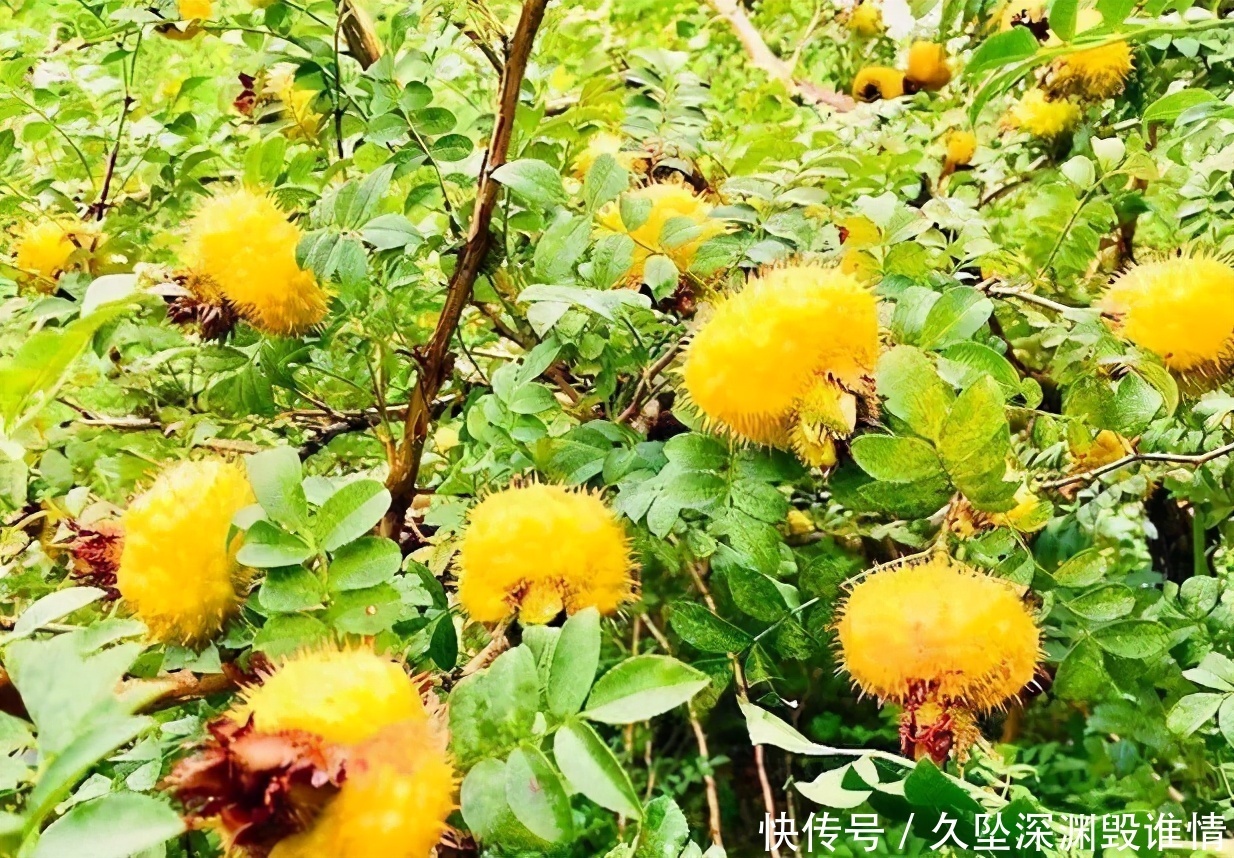 冬季到了,多吃以下3种食物,排毒清肠,增进食欲,早吃早受益