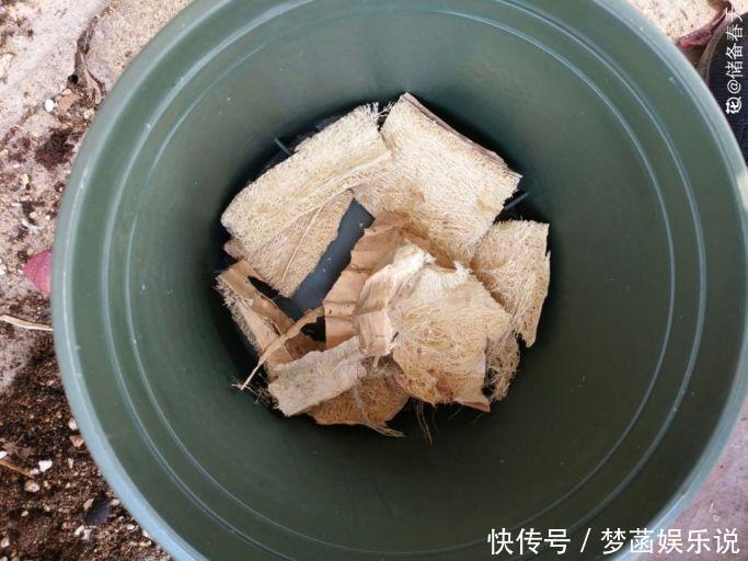 多肉|养多肉怕积水、烂根?用“2种东西”来养,再浇水都不怕