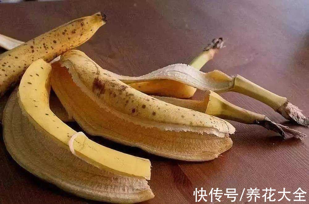 香蕉皮秒变“优质花肥”，老一辈传下来的老办法，花吃了“疯长”