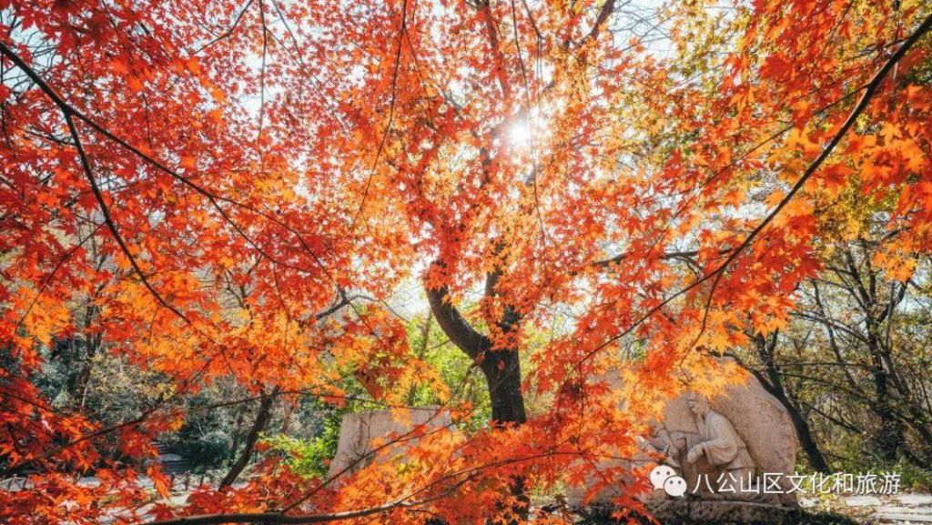 地方|期待冬日暖阳，何妨回望秋色！八公山这个地方红了……