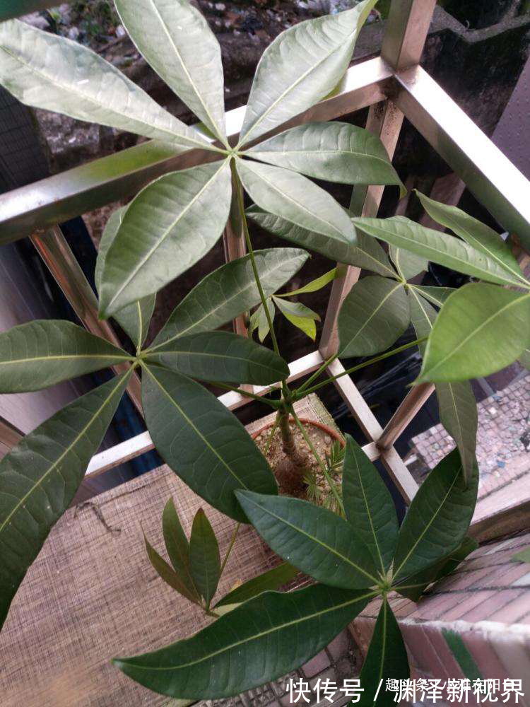 浇水|家庭养“发财树”，别乱施肥、乱浇水，控制好光照，蹭蹭长得旺！