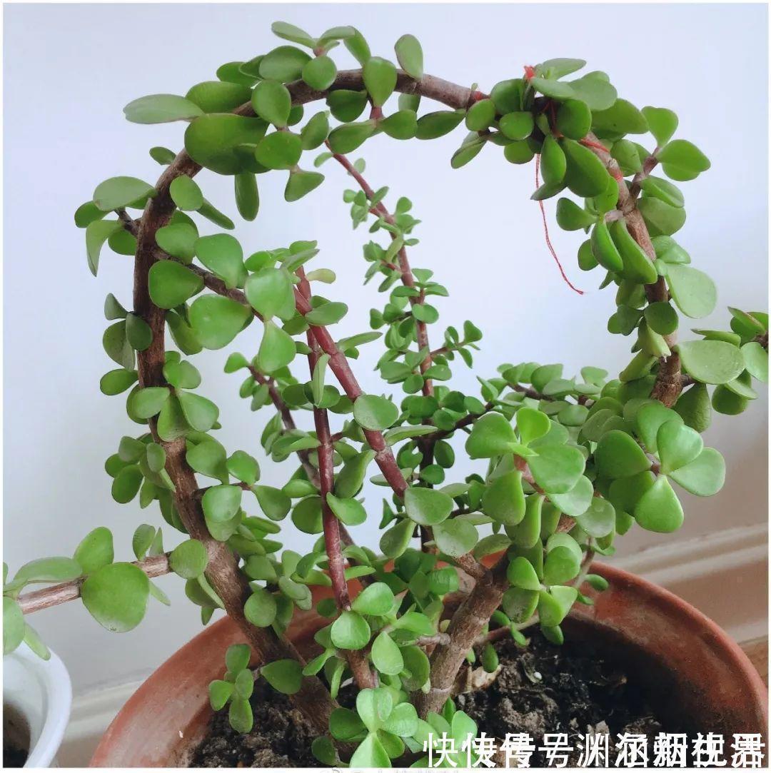 会养花的人都选它，耐旱又好活，2年养成小树桩！