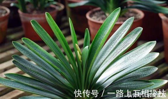柳树枝|张大爷养君子兰，入秋就浇2种水，一年最少2次花，太养根了！