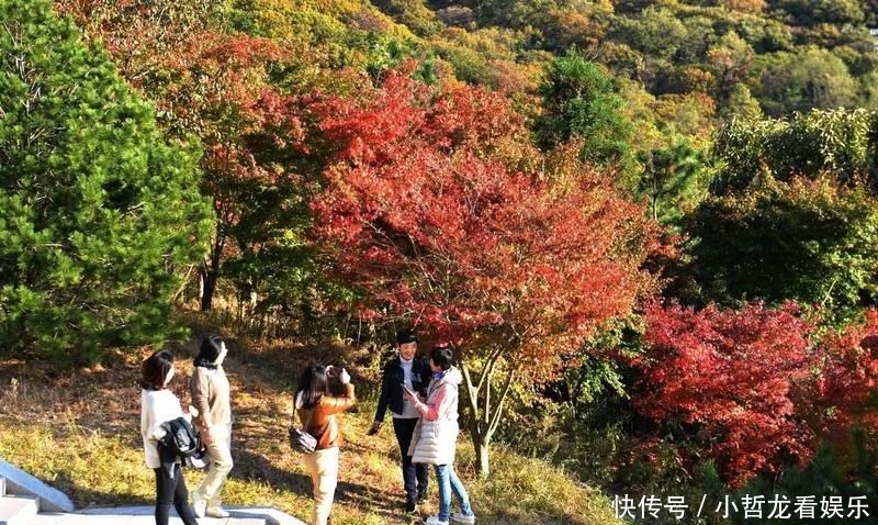 银杏|枫叶红银杏金，初冬崂山太清宫层林尽染