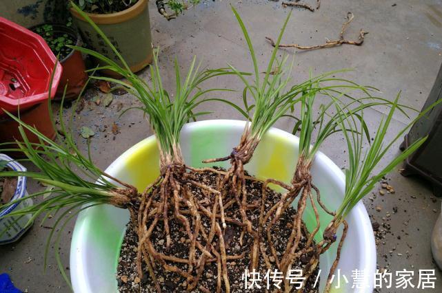 植料|喜欢养兰花，3件事抓紧做，再不做就有些晚了