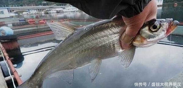 初夏野钓翘嘴鱼,这3个技巧值得遵循,把握好了让你渔获满满