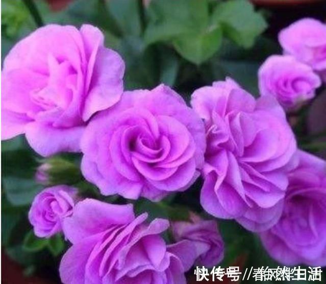 磷酸二氢钾|养花就养4种花,家里养一盆,浇水就疯长,开花爆盆很容易