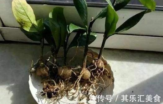 2种花初冬扦插最合适，剪个枝插盆里，来年轻松长满一大盆