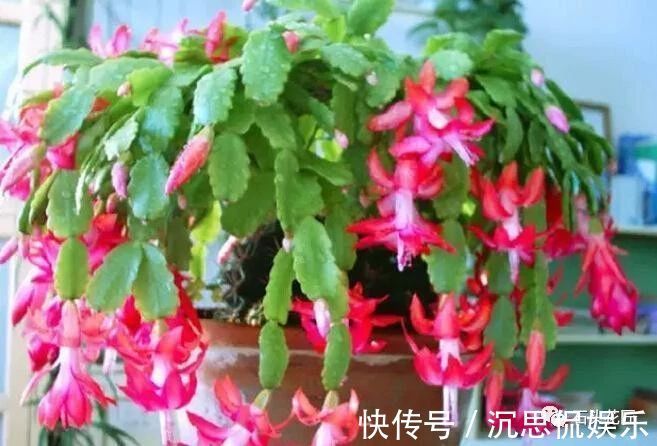 花卉盆栽“喝点酒”，不黄叶、不烂根，越长越旺，叶子绿、开花多